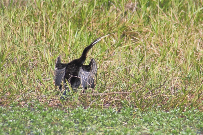 _800Mt Borradaile - Cooper Creek_5651_m_3_Darter